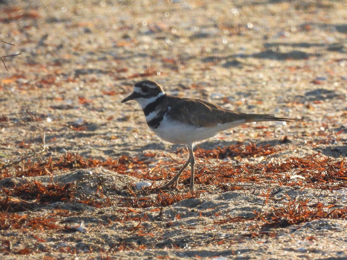 Killdeer - ML641404205