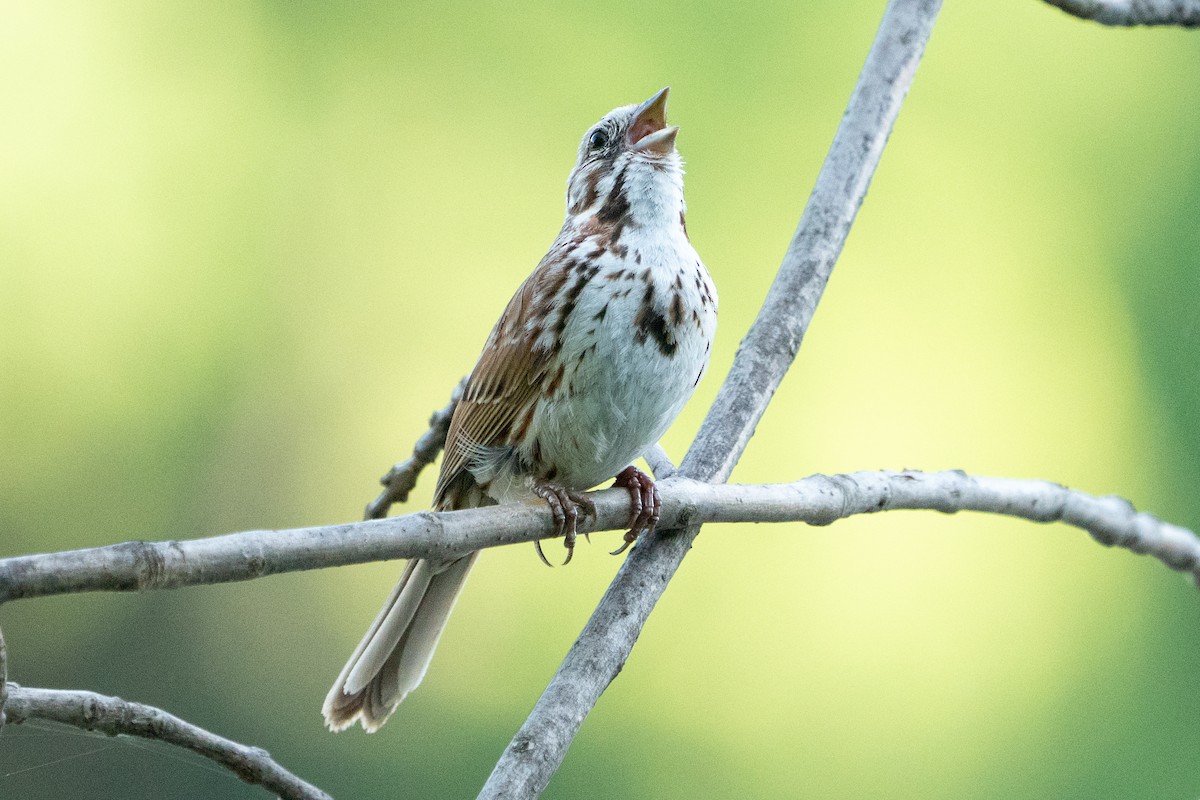 Song Sparrow - ML641404221