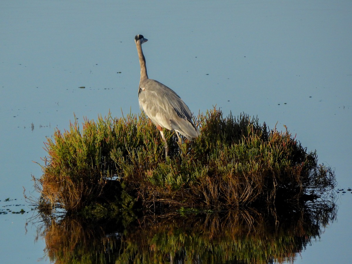 Great Blue Heron - ML641404230