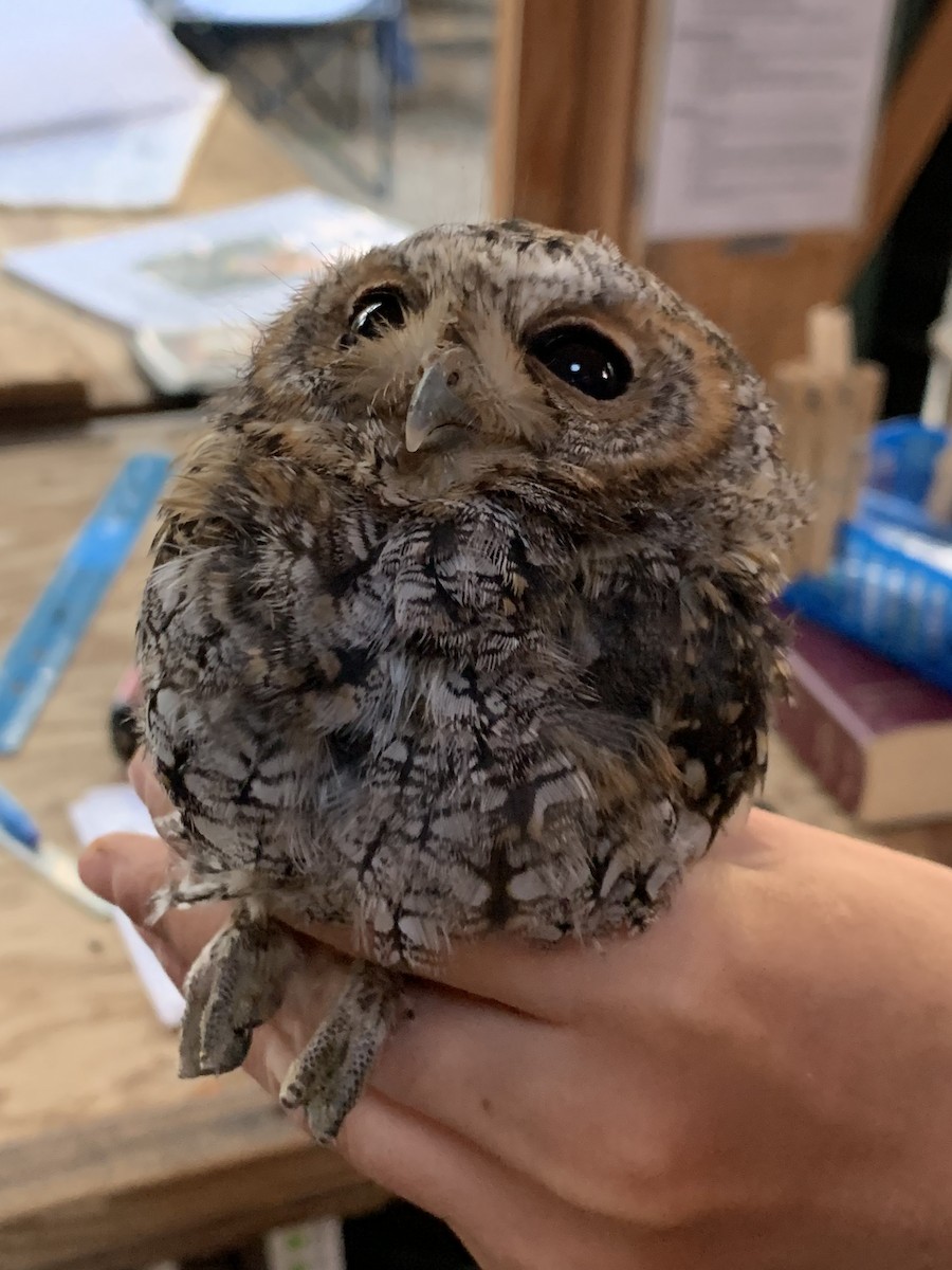 Flammulated Owl - ML641404236