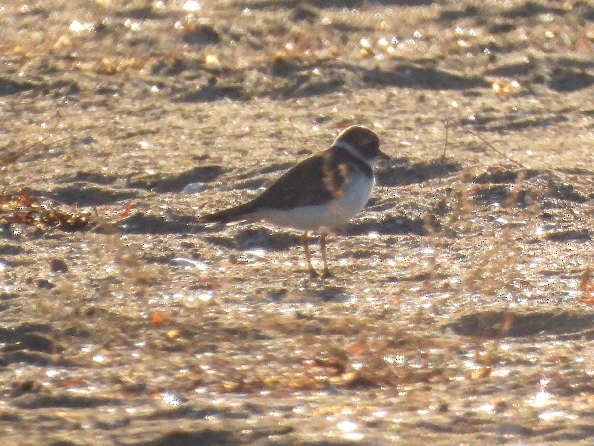 Semipalmated Plover - ML641404237