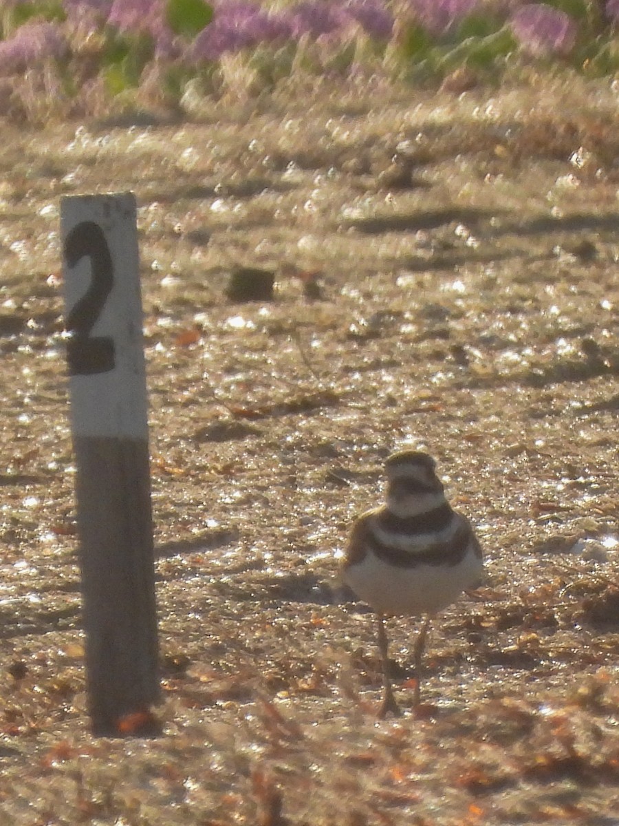 Killdeer - ML641404240