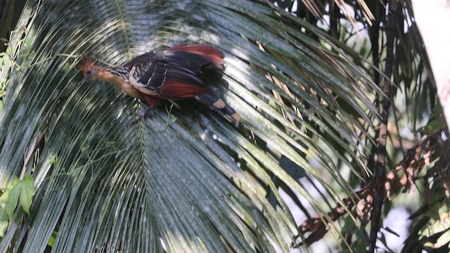 Hoatzin - ML641404246