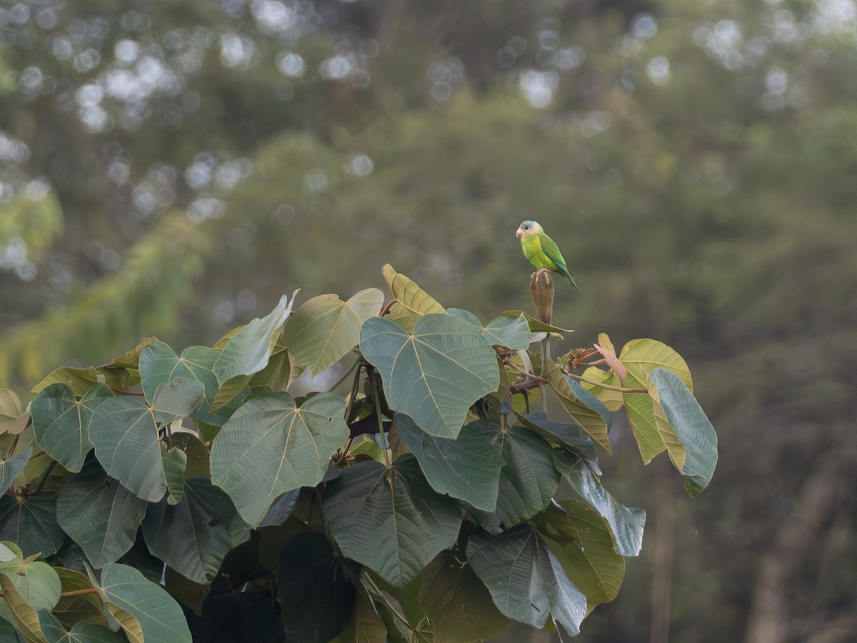 Gray-cheeked Parakeet - ML641404249
