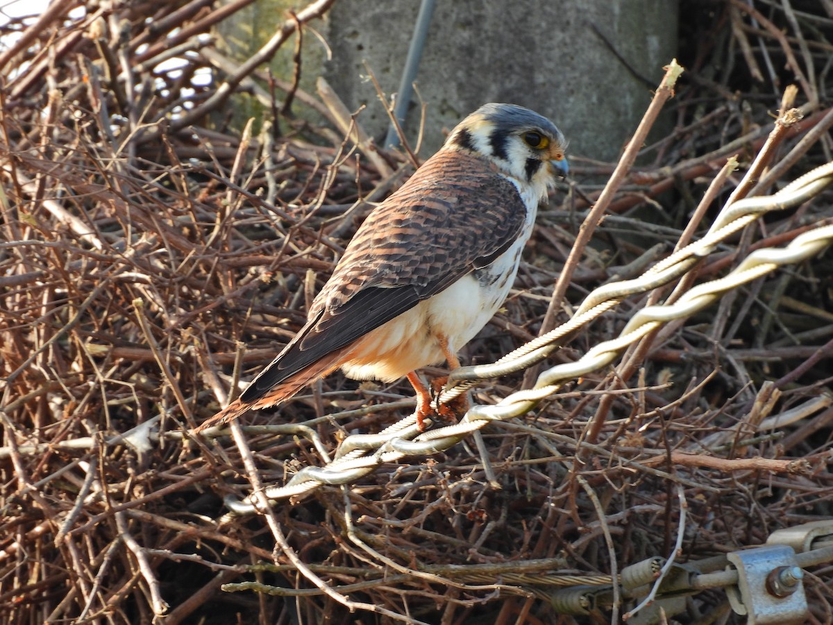 American Kestrel - ML641404254