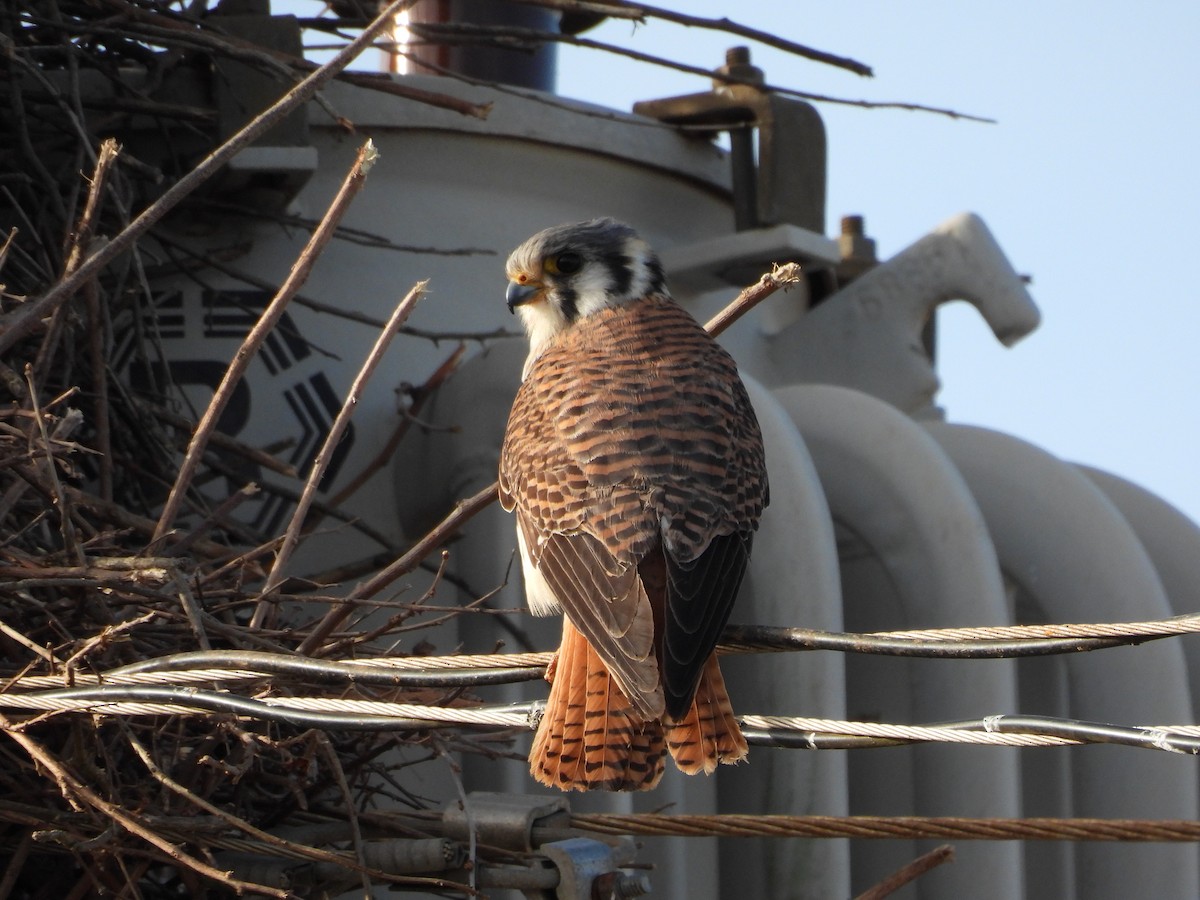 American Kestrel - ML641404255