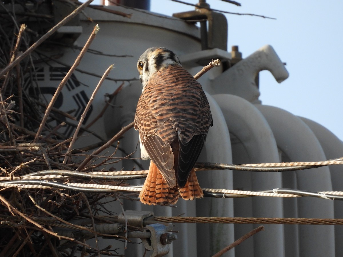 American Kestrel - ML641404256