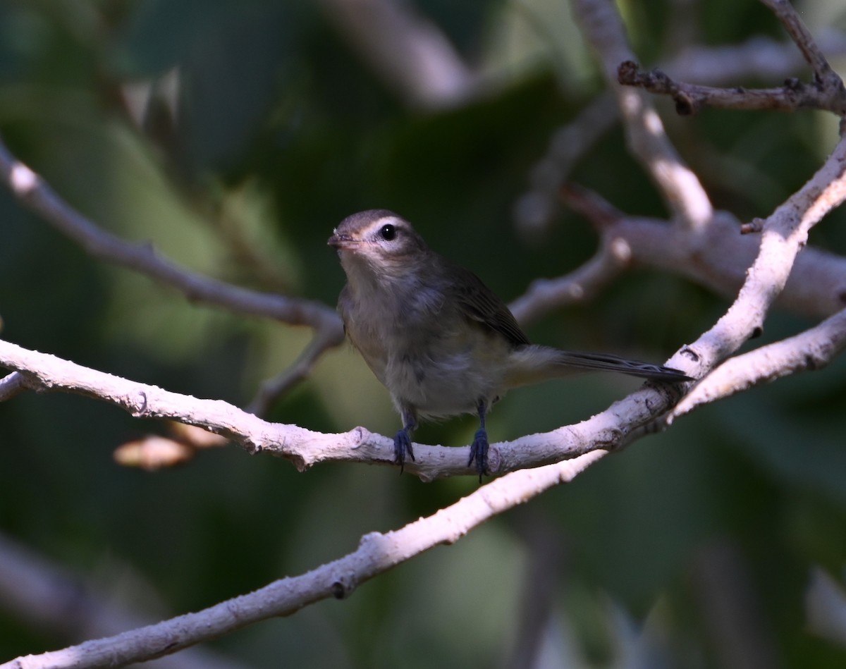 Warbling Vireo - ML641404257