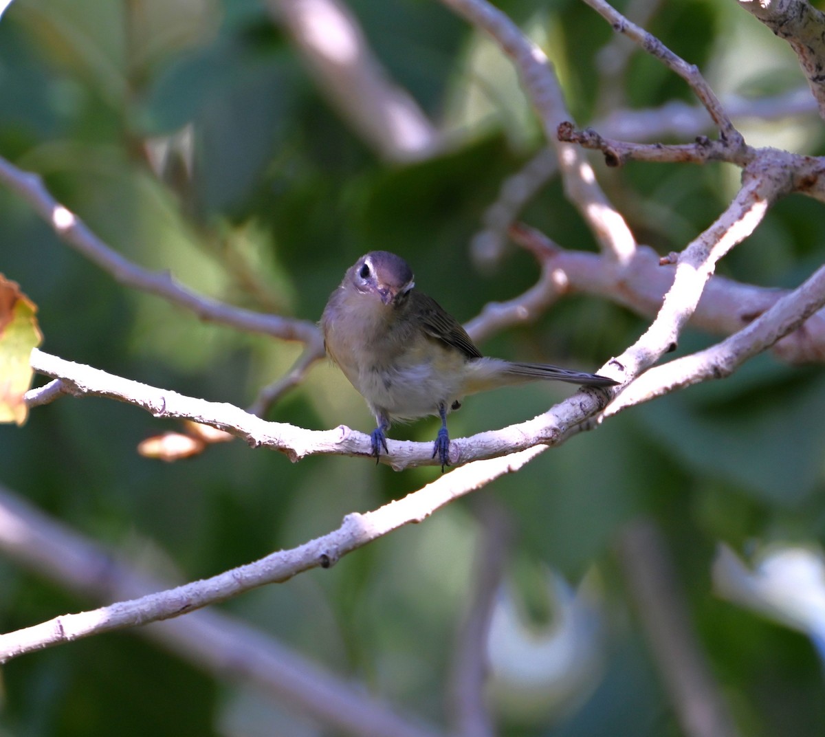 Warbling Vireo - ML641404258