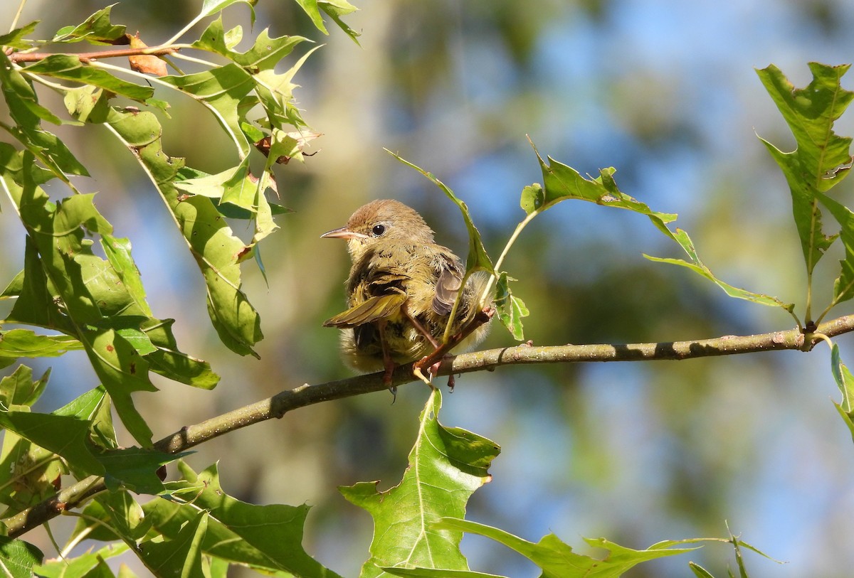 Common Yellowthroat - ML641404259