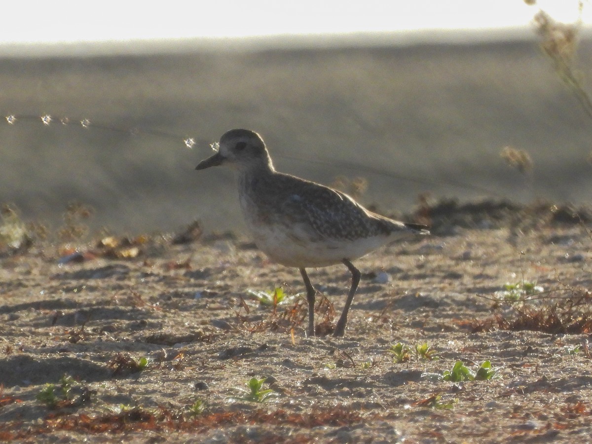 Black-bellied Plover - ML641404260