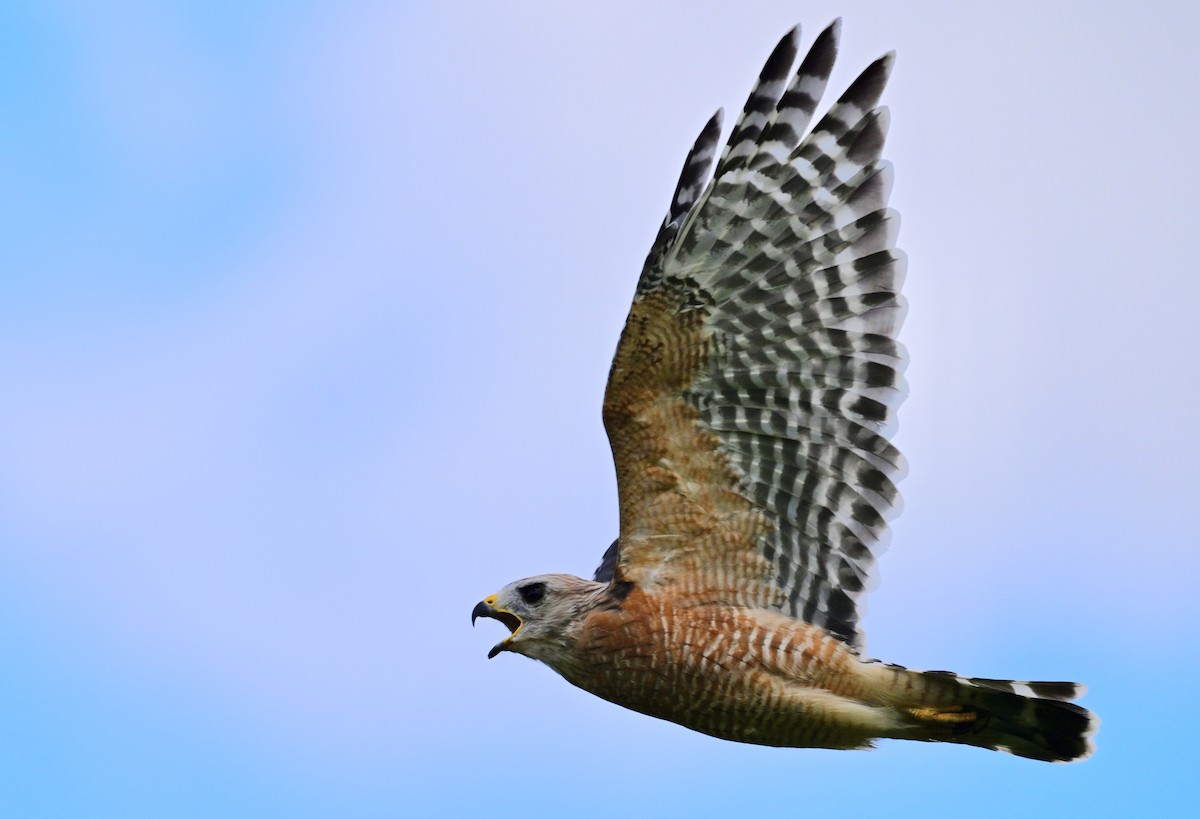 Red-shouldered Hawk - ML641404261