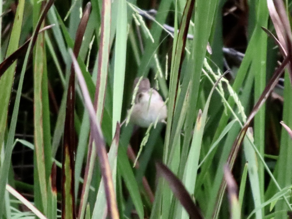 Marsh Wren - ML641404263