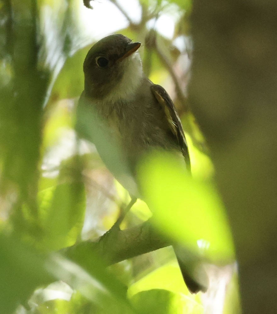 Empidonax sp. - ML641404265