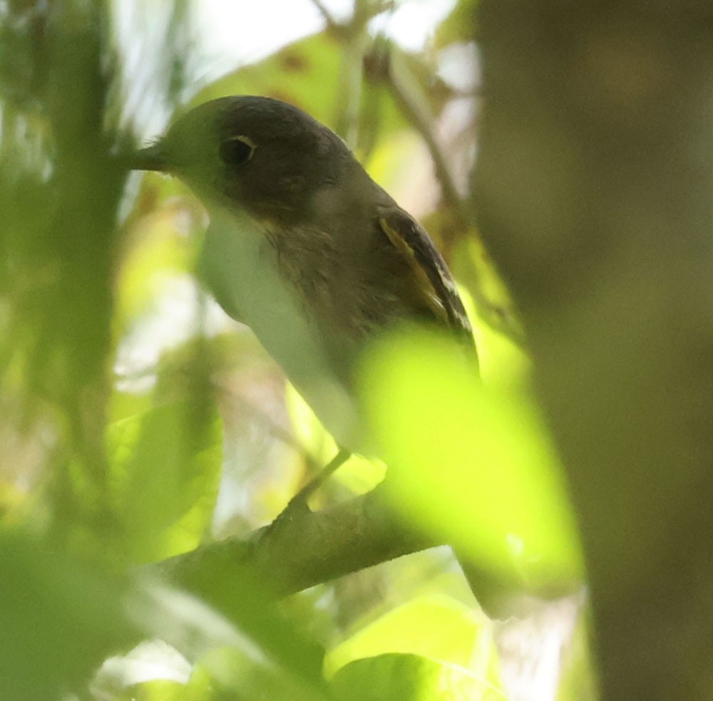 Empidonax sp. - ML641404266