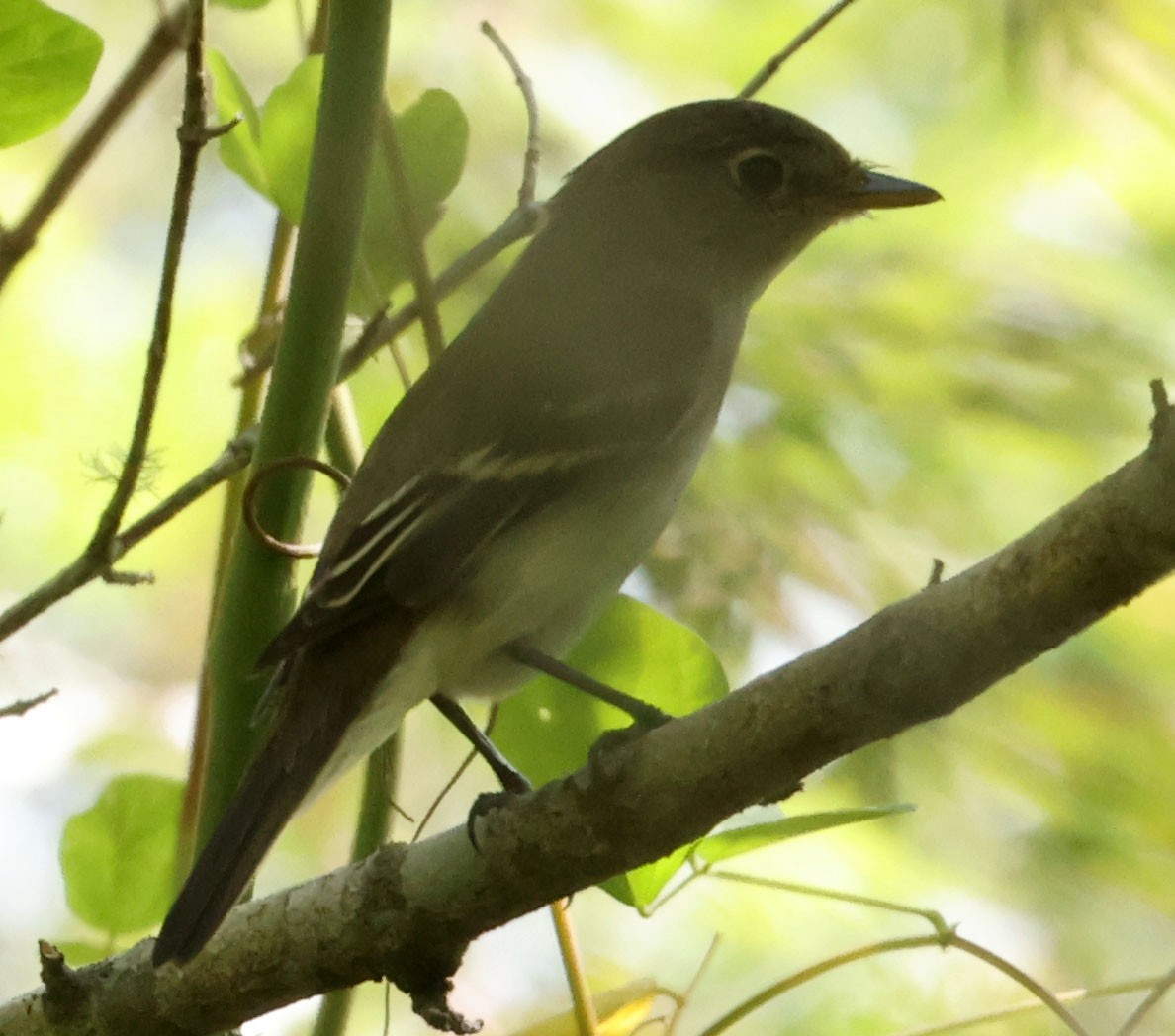Empidonax sp. - ML641404267
