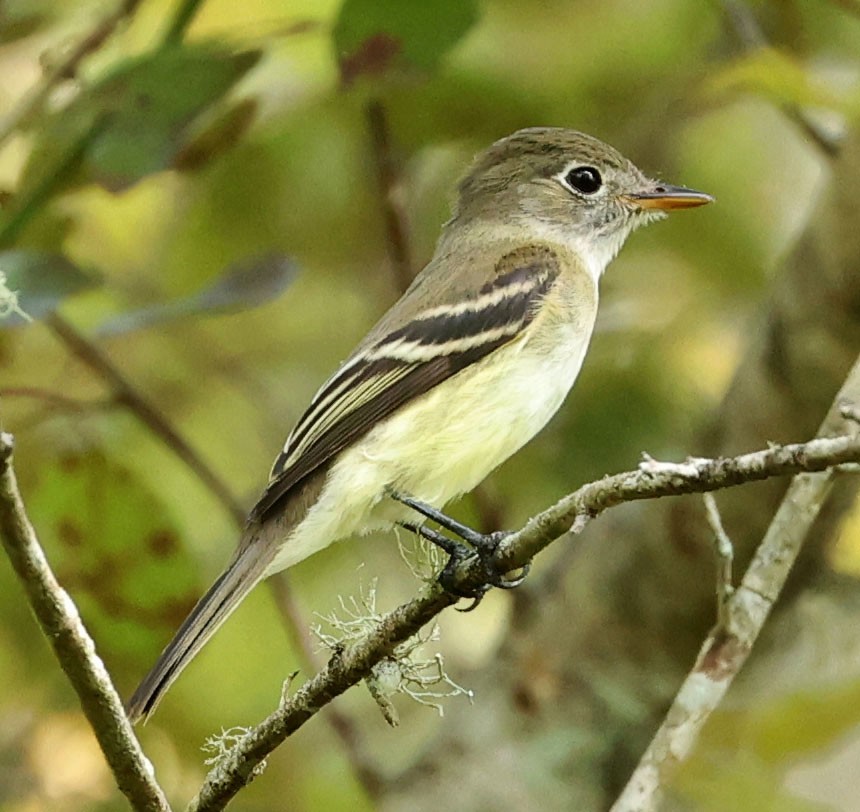 Empidonax sp. - ML641404268