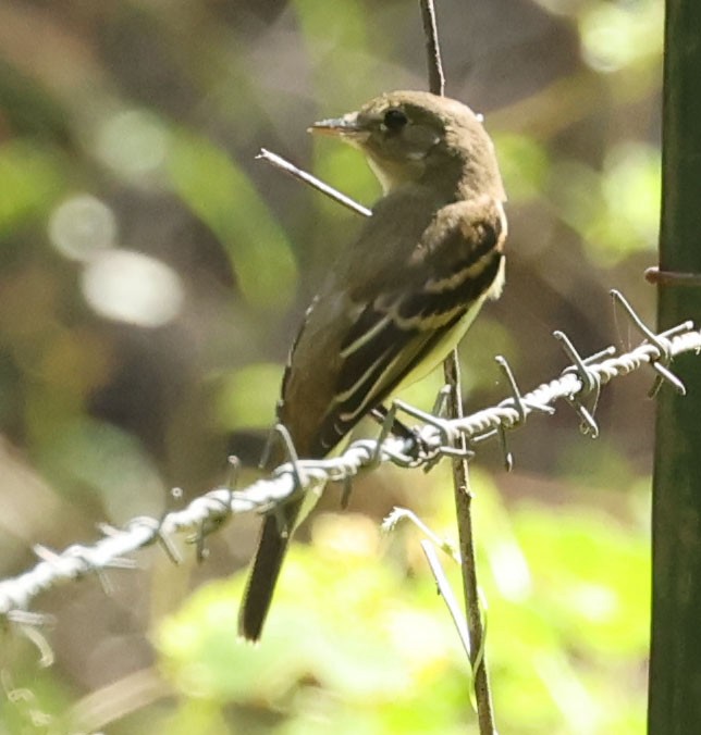 Empidonax sp. - ML641404269