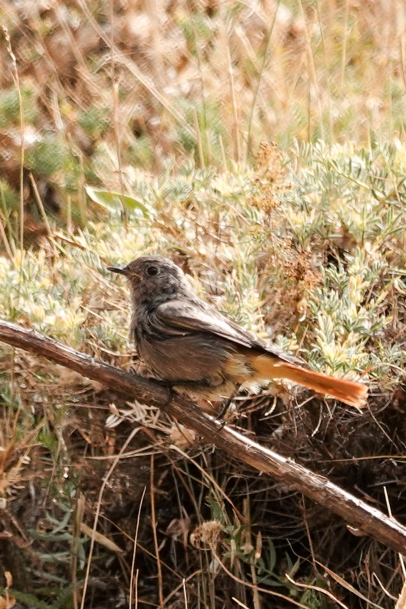 Buztangorri iluna - ML641404270