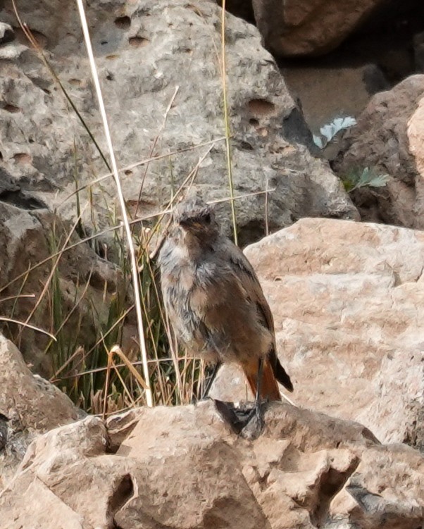 Buztangorri iluna - ML641404271