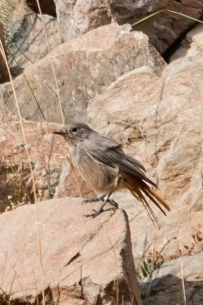Buztangorri iluna - ML641404272