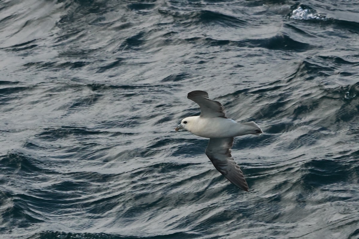 Fulmarra (Atlantikokoa) - ML641404274