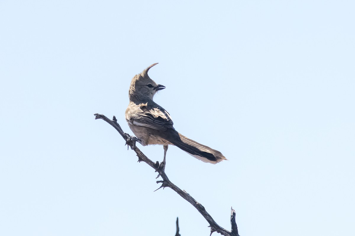 Chirruping Wedgebill - ML641404275
