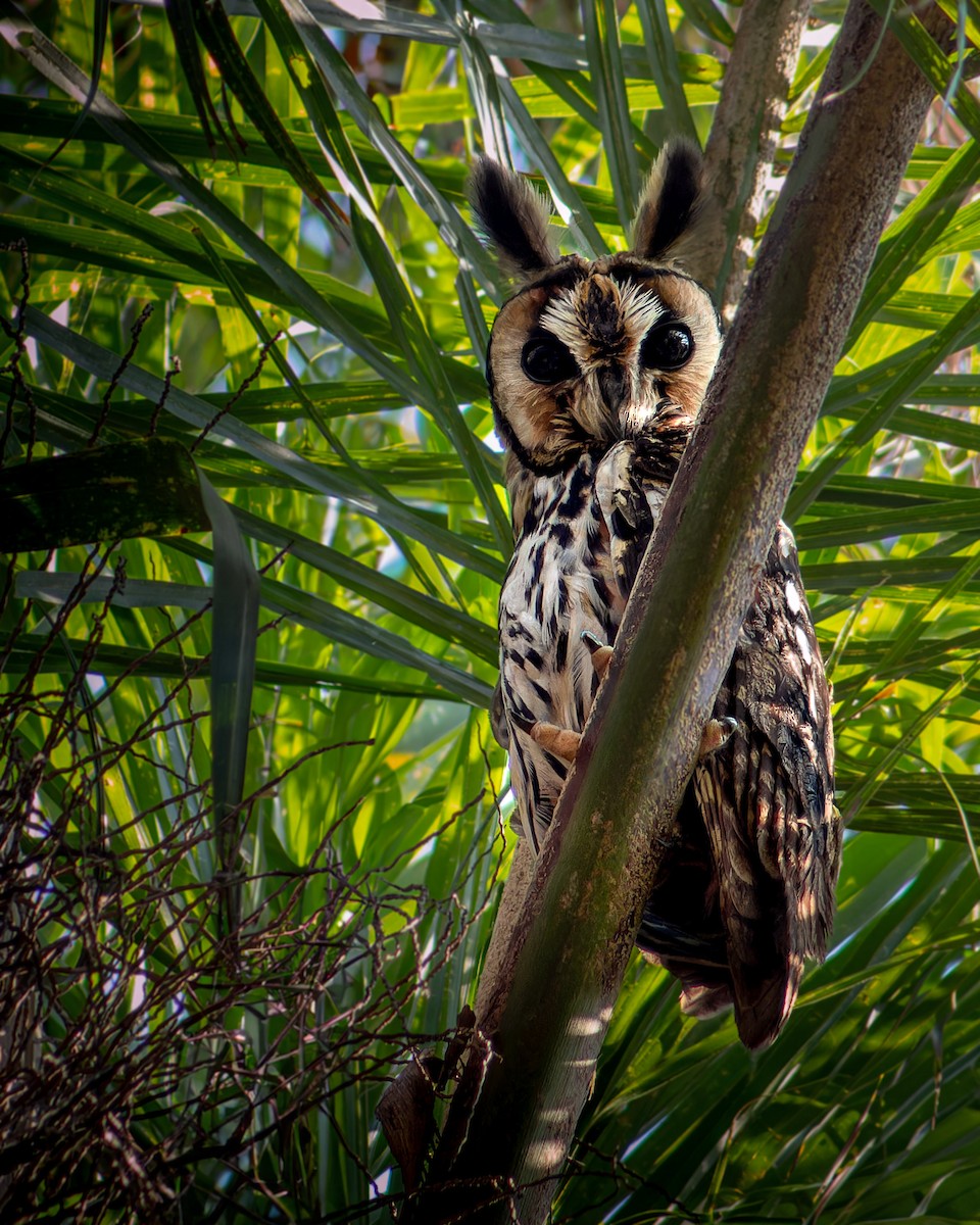 Striped Owl - ML641404277