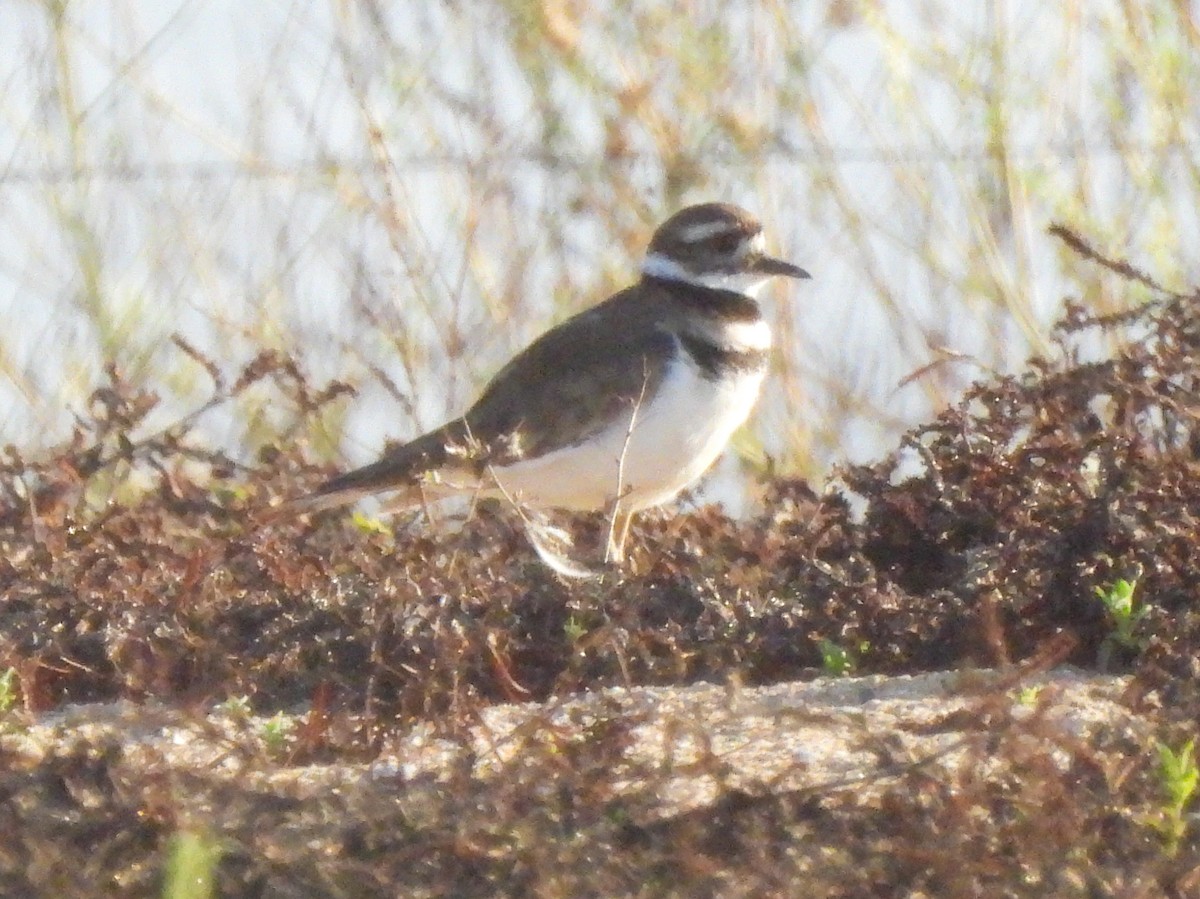 Killdeer - ML641404278
