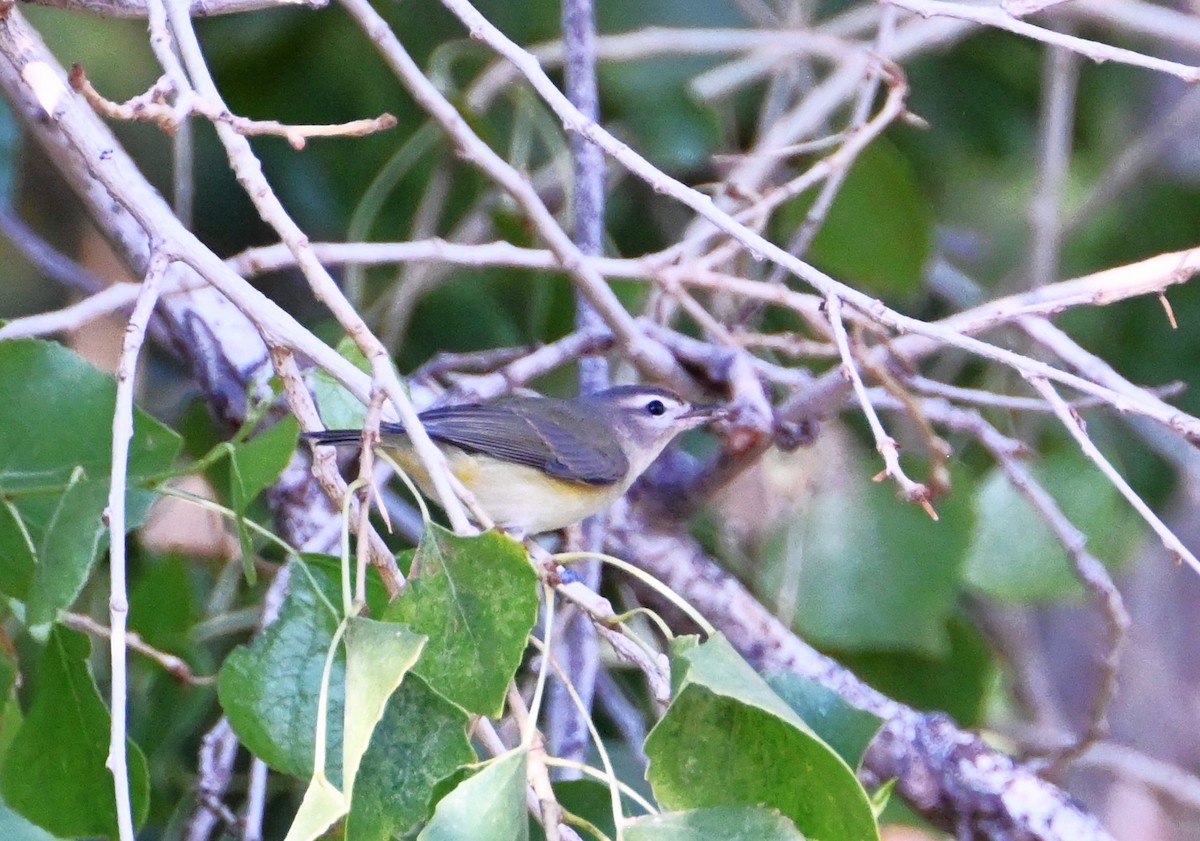 Warbling Vireo - ML641404294