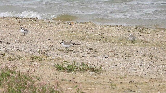 Semipalmated Plover - ML641404295