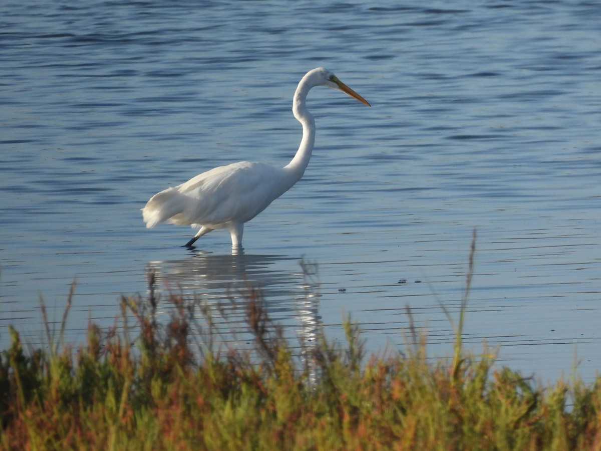 egretthegre - ML641404296