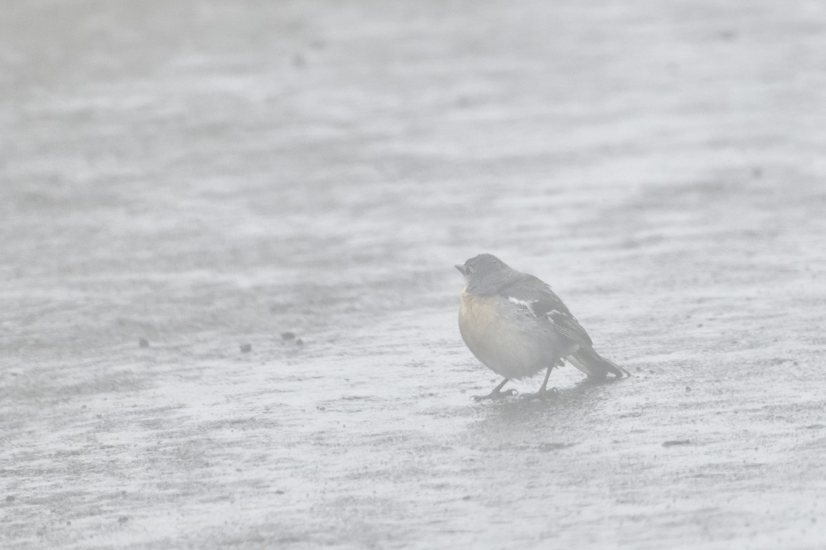 Azores Chaffinch - ML641404323