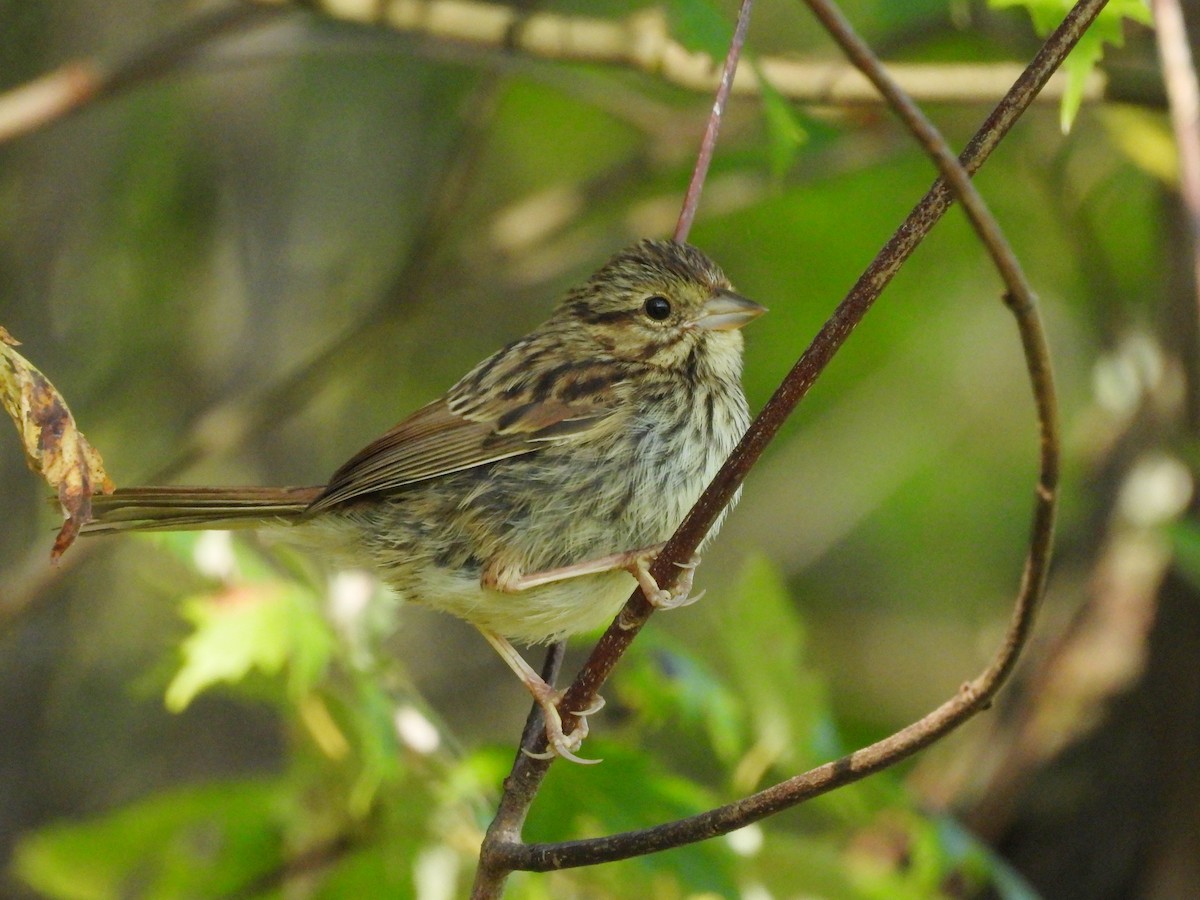new world sparrow sp. - ML641404325
