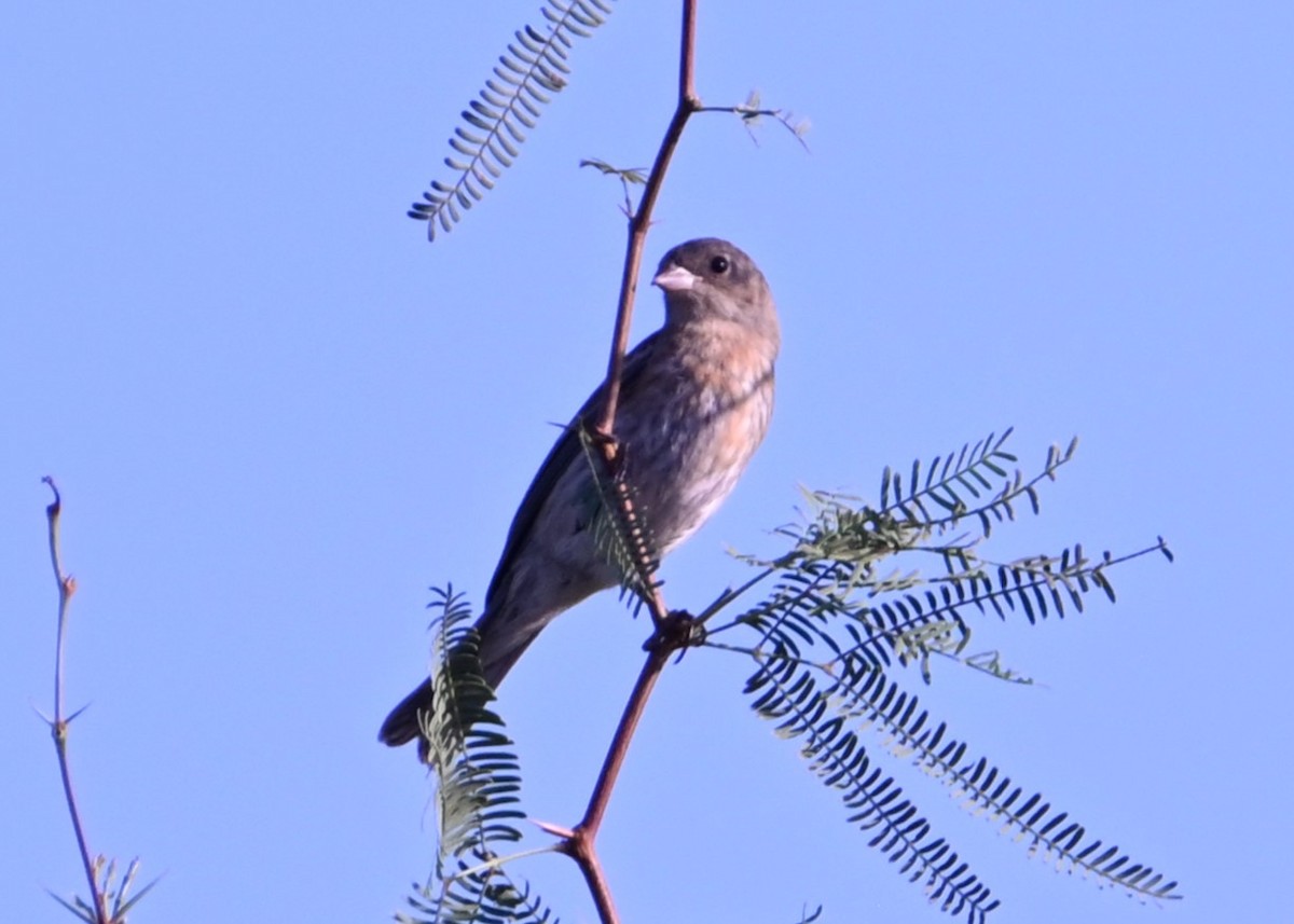 Lazuli Bunting - ML641404326