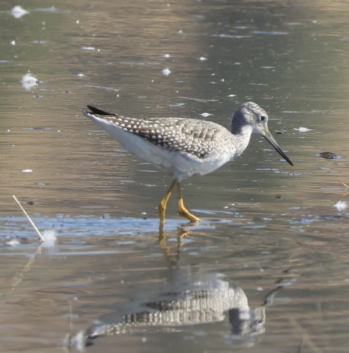 Greater Yellowlegs - ML641404340