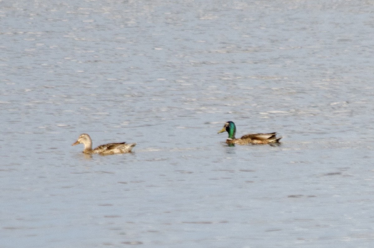 Canard colvert - ML641404341