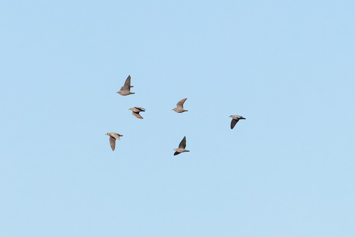 Flock Bronzewing - ML641404342