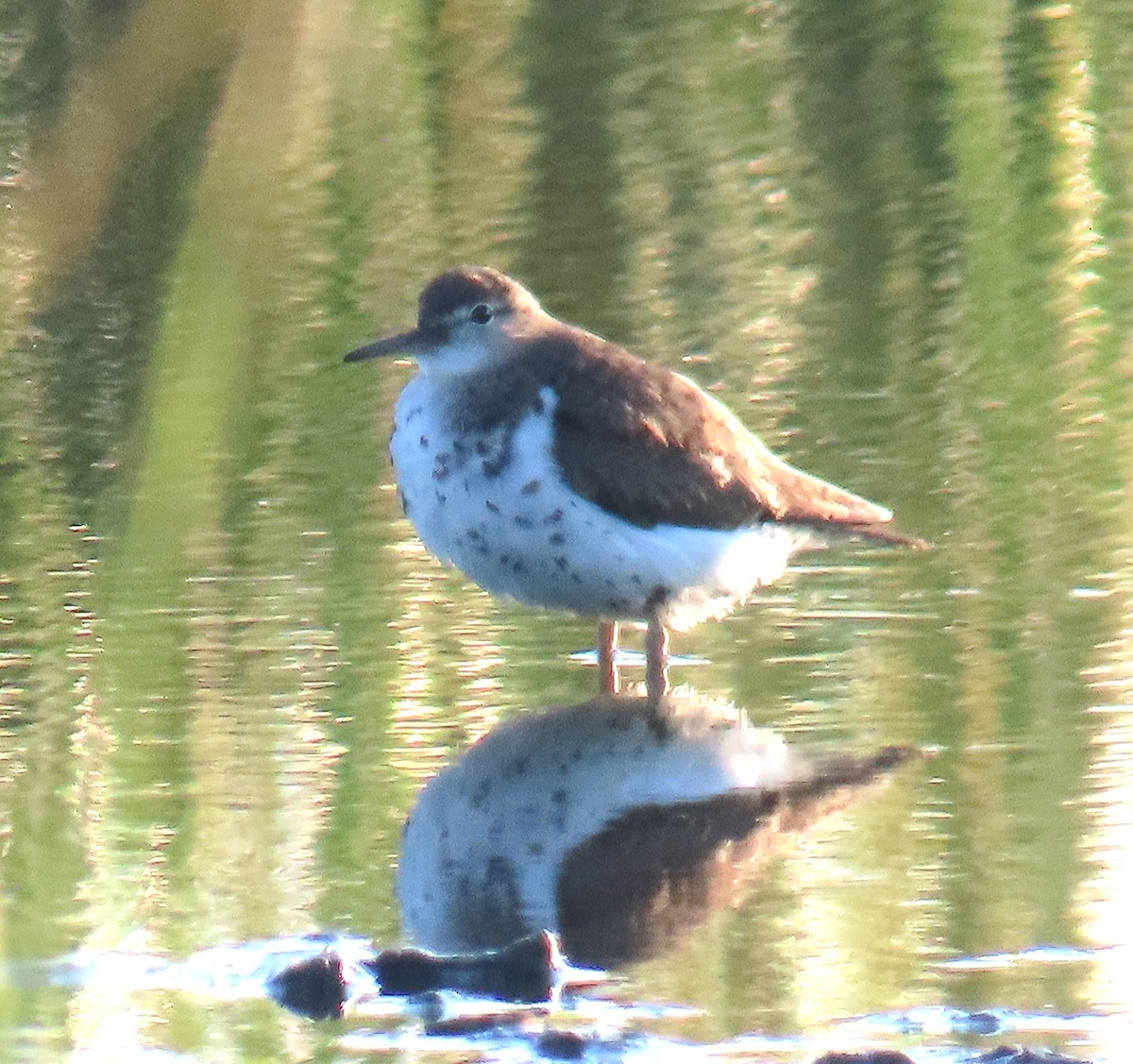 Spotted Sandpiper - ML641404345