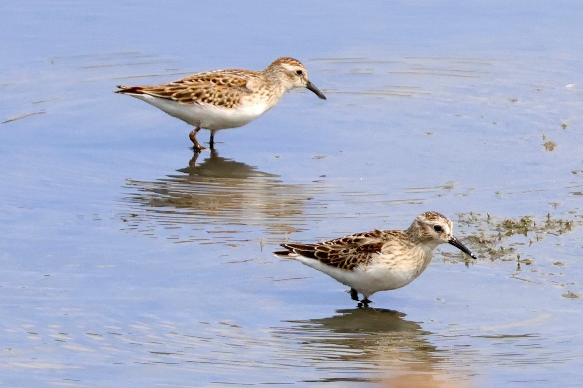 Least Sandpiper - ML641404346