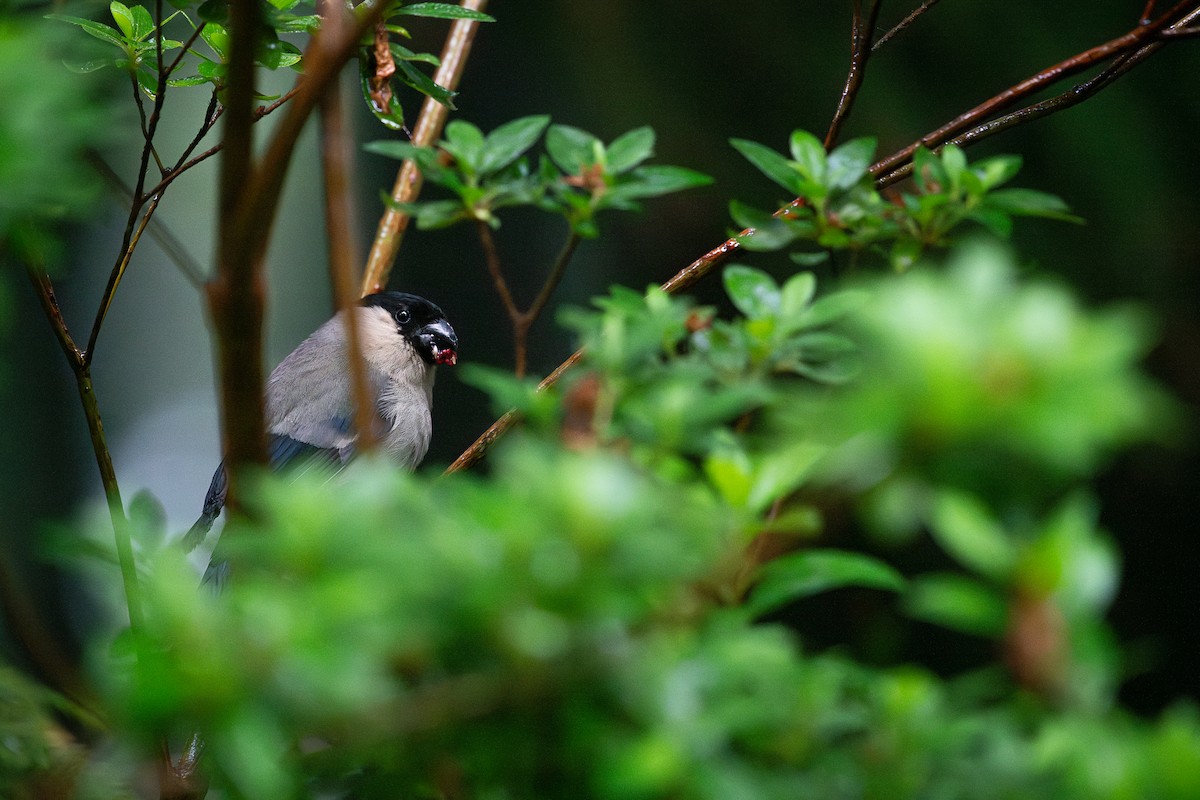 Azores Bullfinch - ML641404347
