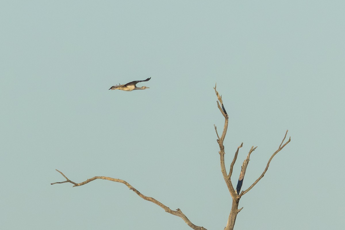Australian Bustard - ML641404350