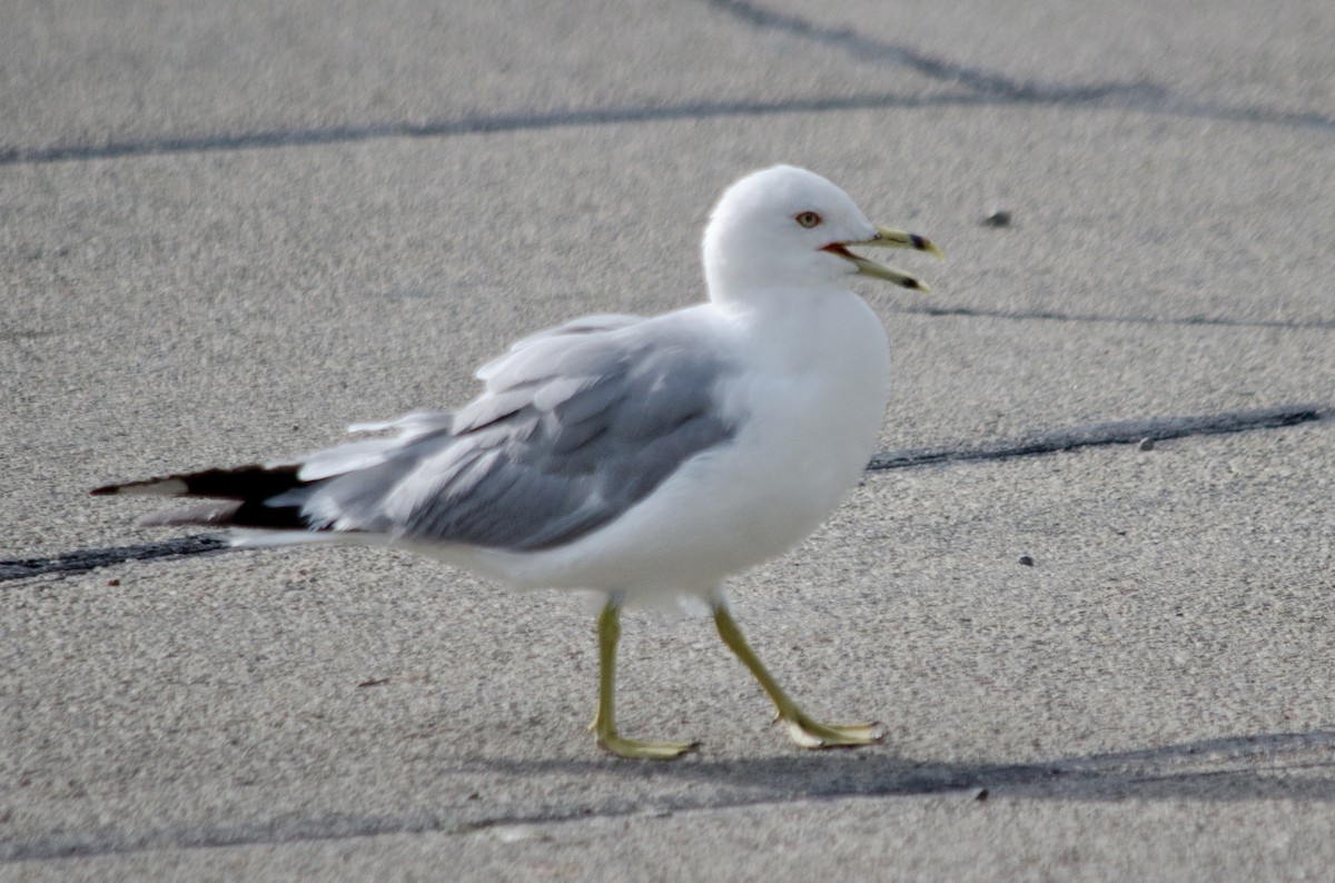 Ring-billed Gull - ML641404353