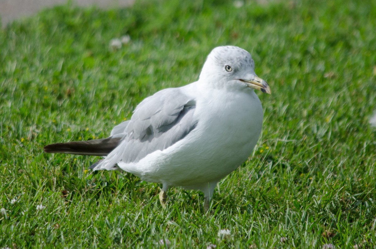 Ring-billed Gull - ML641404354