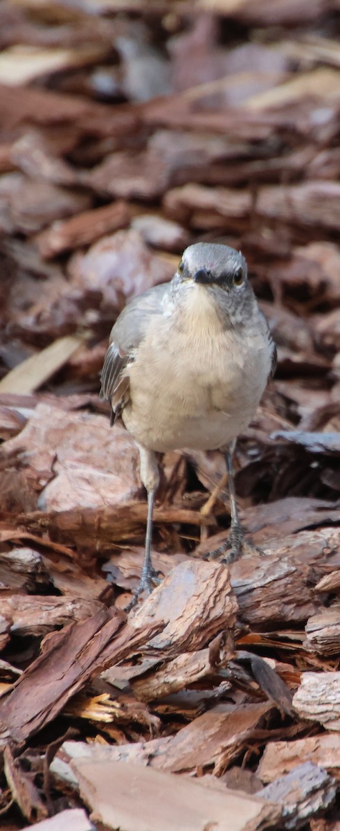 Northern Mockingbird - ML641404358