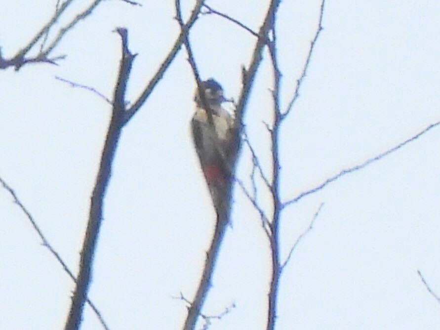 Great Spotted Woodpecker - ML641404360