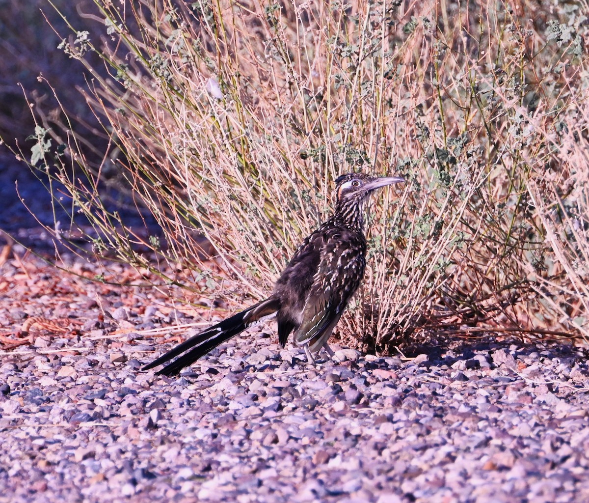 Greater Roadrunner - ML641404362