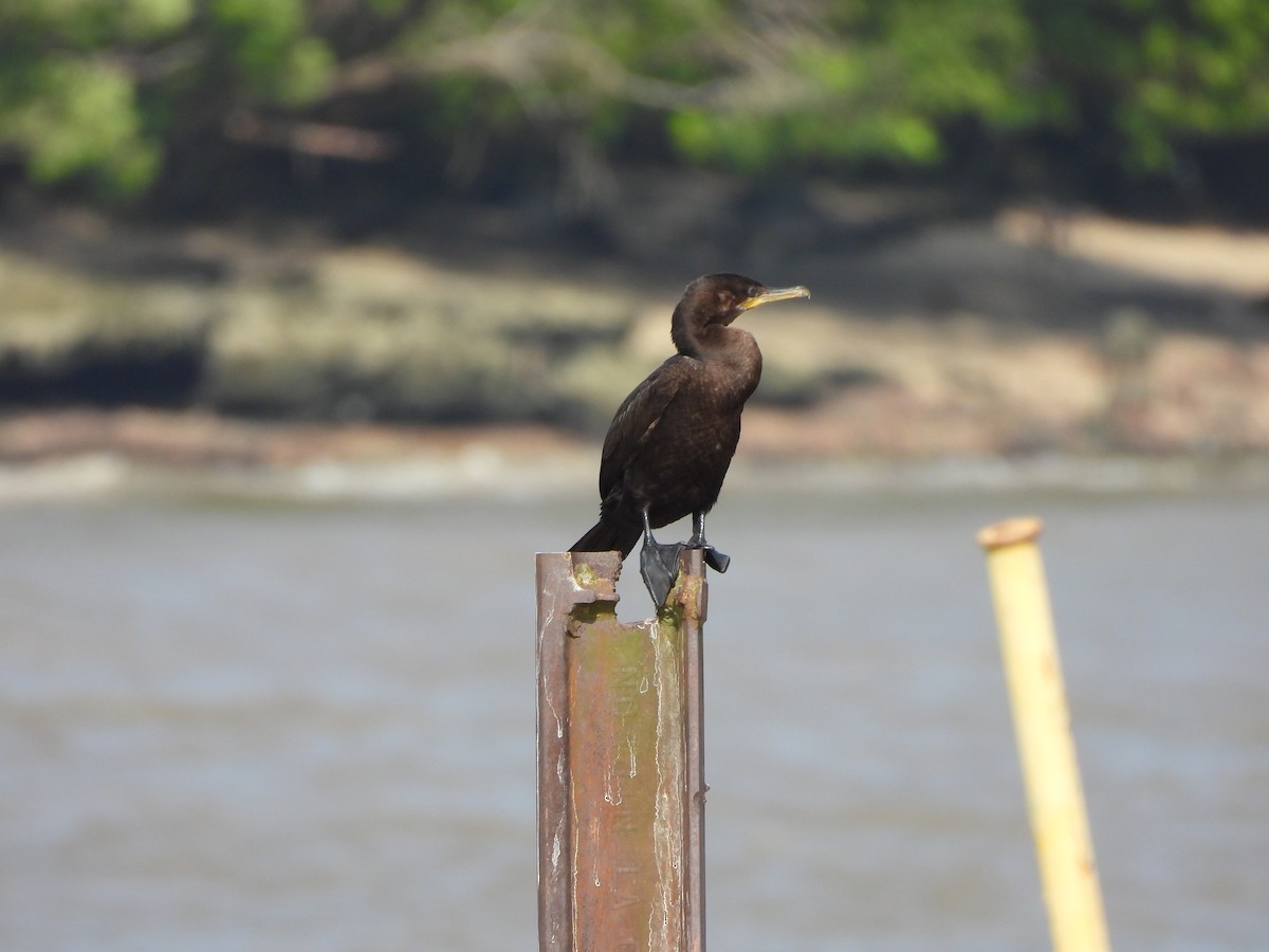 Neotropic Cormorant - ML641404363