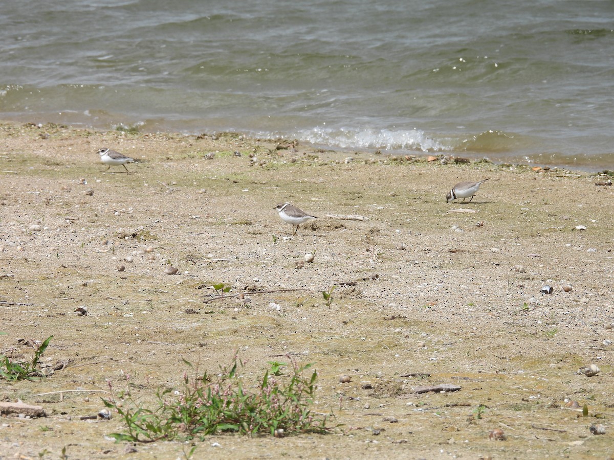 Semipalmated Plover - ML641404365