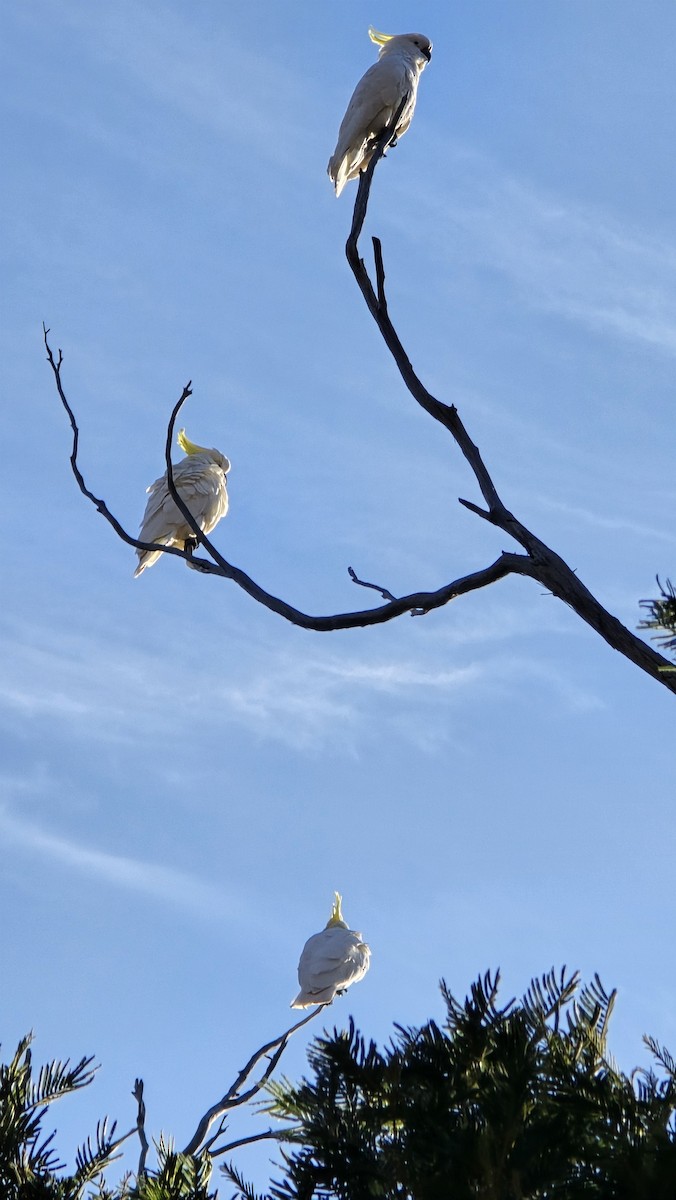 Sulphur-crested Cockatoo - ML641404366